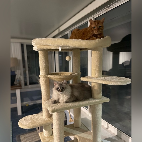 Meet your Posher, Sheila - Picture 3 of 4